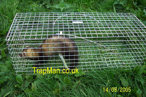 large mink trap